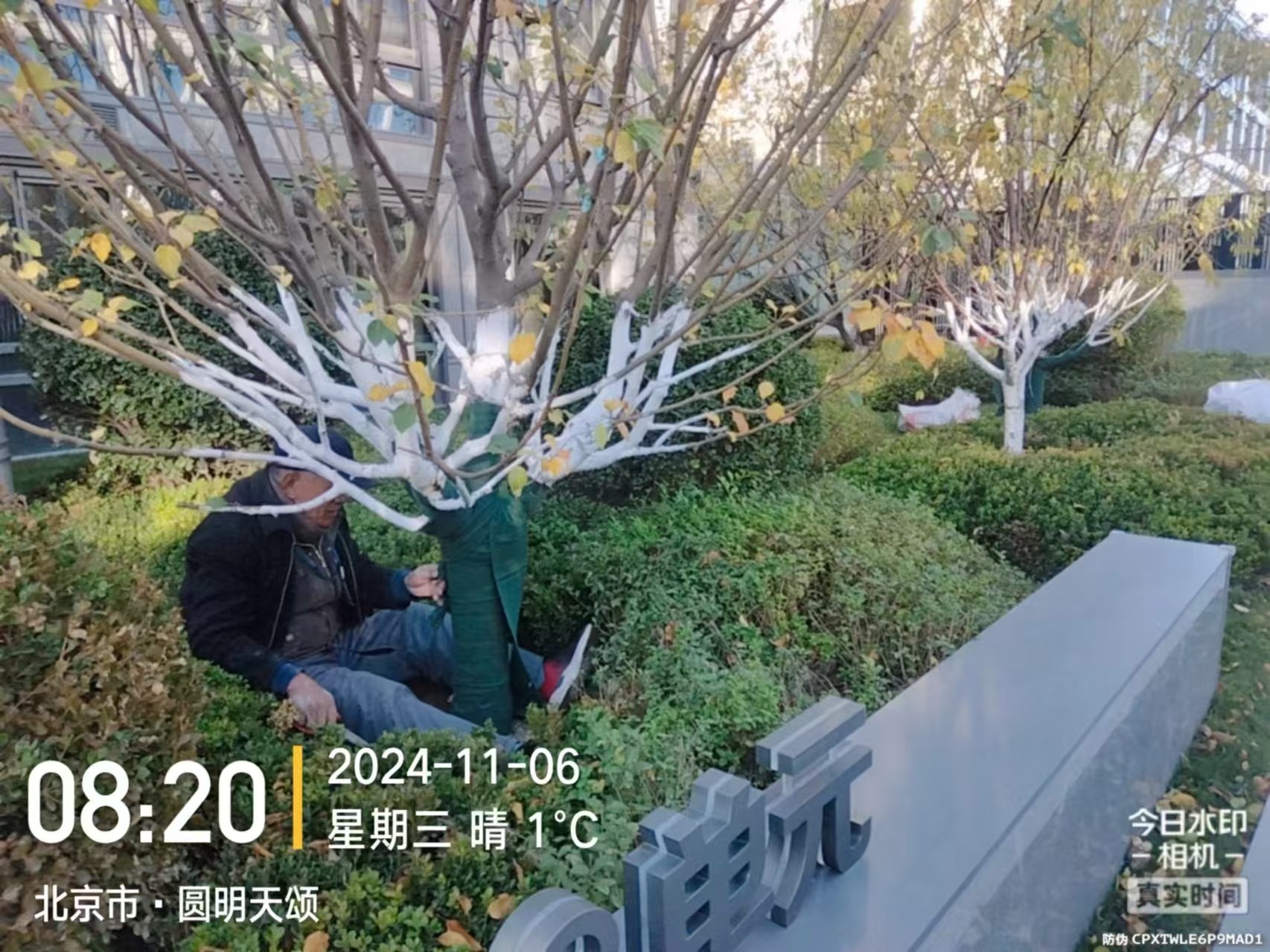 《北京天宏園林綠化黄色草莓视频下载-草莓视频app黄色-草莓视频色下载-草莓视频污app：冬季綠化養護之大樹涂白》